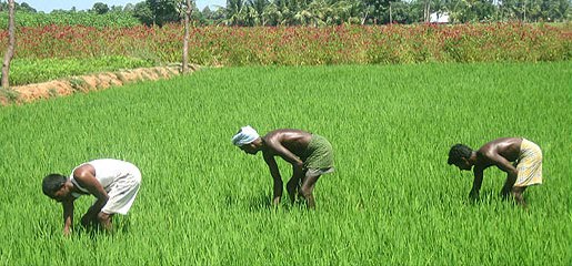 Farmer