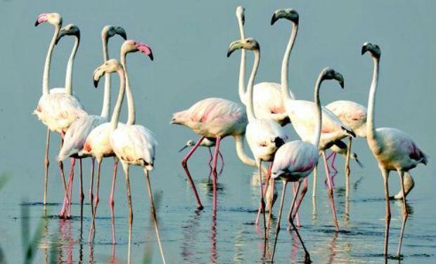 Flamingo Festival The annual ‘Flamingo Festival’ began at Sullurupeta near the Pulicat lake bird sanctuary in Nellore district of Andhra Pradesh.