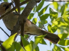 New Species of Songbird Evolving in Western Ghats