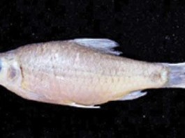 Puntius Dolichopterus ,new fish species discovered in kerala