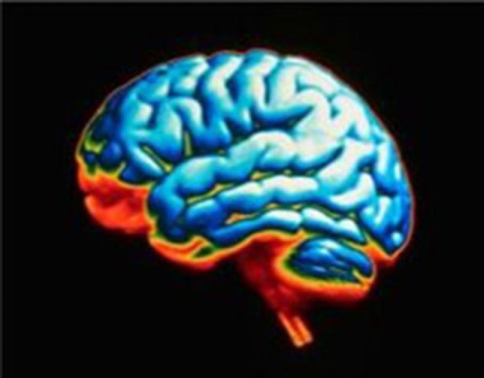 US scientists grow replica of human brain in a laboratory