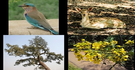 State Symbol of Animal,Bird,Tree and Flower Names
