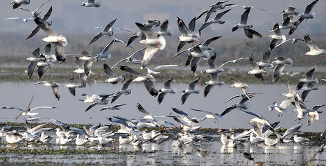 List Of Bird Sanctuaries In India List Of Bird Sanctuaries In India
