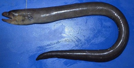 New Eel species discovered in West Bengal