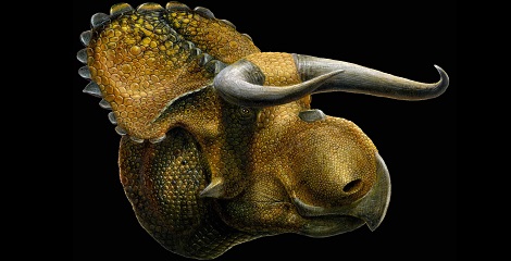 Scientists find new species of horned dinosaur