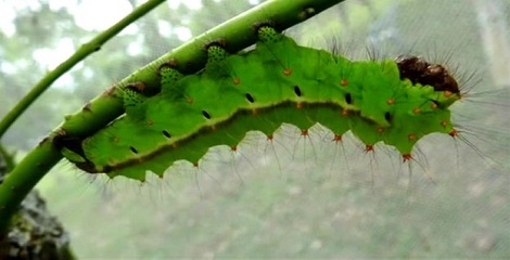 Scientists develop viruses to protect Muga silkworm