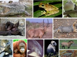 More than 50 animal species critically endangered