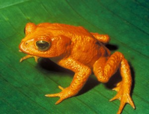New Golden Frog Species discovered in Colombia