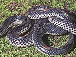 New Snake species discovered in Western Ghats