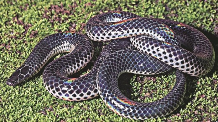New Snake species discovered in Western Ghats New Snake species discovered in Western Ghats