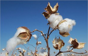 Union government to fix the MSP of Bt cotton seed