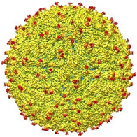 3D map of Zika virus