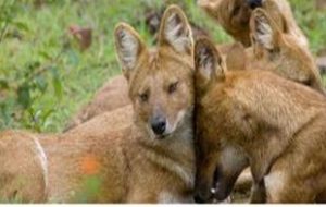 Endangered asiatic wild dogs spotted in China nature reserve
