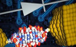 Researchers made the smallest diode using a DNA molecule