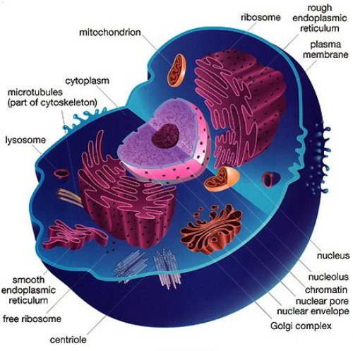 GK Science: Facts About Animal Cell