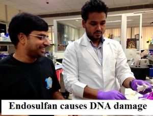 Endosulfan causes DNA damage in animals