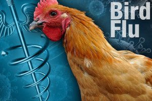 India Declares itself Free from Avian Influenza (H5N1)
