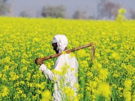 Supreme Court stays commercial release of GM mustard