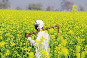 Supreme Court stays commercial release of GM mustard