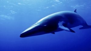 Whale Call, Western Pacific Biotwang, Dubbed in Mariana Trench