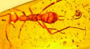 Scientists Discover 100-million-year-old Alien like Bug Preserved in Amber
