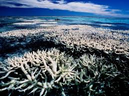 Great Barrier Reef Witnessing Mass Coral Bleaching for Second Year