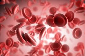New types of blood cells Dendritic cells discovered