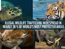 Wildlife trafficking threatens 30% world natural Heritage Sites WWF