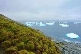 Climate change is turning Antarctica green