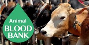 India's first blood bank for Cattle to come up in Odisha