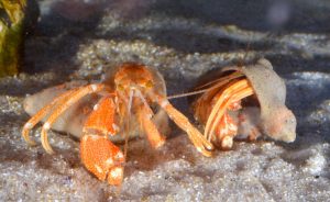 New unique species of hermit crab discovered