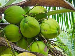 Coconut regains tree status in Goa as Assembly Passes Bill