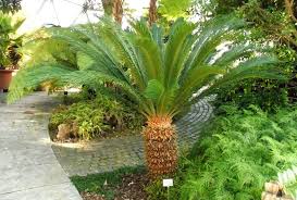 Two new species of Cycas discovered
