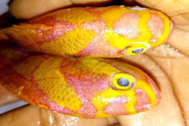 Vizag's Rayichapalu declared one of the rarest fish in world