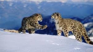 Snow Leopard Photographed First Time in Arunachal Pradesh
