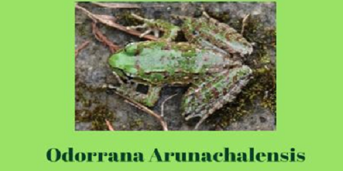 Scientists discover new frog species Odorrana arunachalensis
