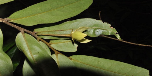 New endangered plant species discovered in China