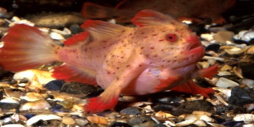 Scientists find new population of near-extinct handfish