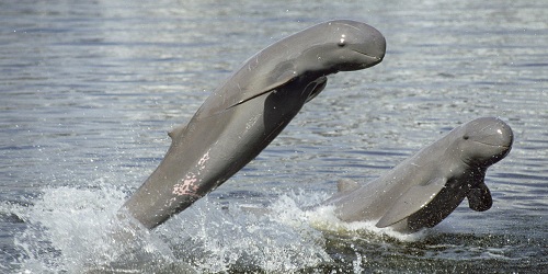Chilika Lake becomes largest habitat of Irrawaddy dolphins globally