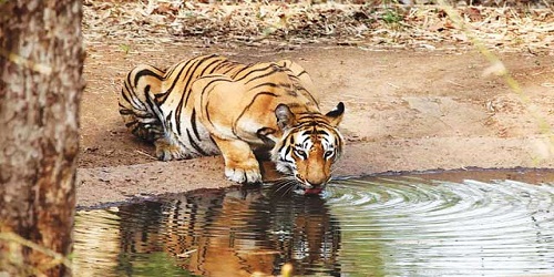 Maharashtra govt approves new wildlife sanctuary at Ghodazari