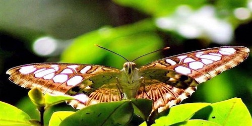 New species of butterfly Eucyclodes gavissima discovered