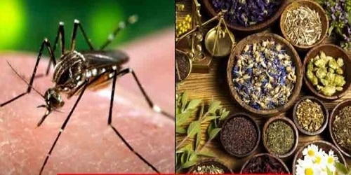 Indian scientists make Ayurvedic drug to cure dengue