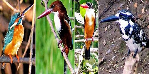 Four kingfisher bird species thriving in Krishna Wildlife Sanctuary in Andhra Pradesh