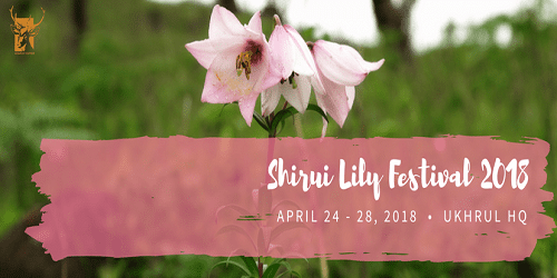Manipur’s Shirui Lily festival began