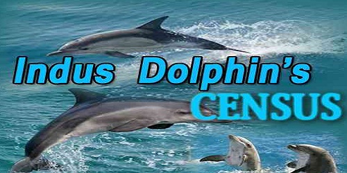 First organized census of Indus Dolphins begins in Punjab