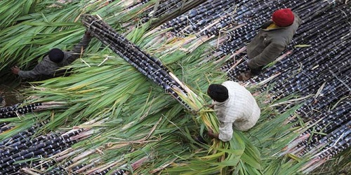 Govt issues orders for extending assistance to sugarcane farmers