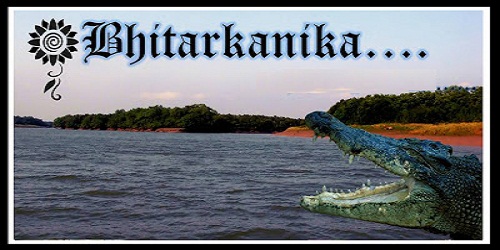 Bhitarkanika national park has become the largest habitat of the endangered estuarine crocodiles in India