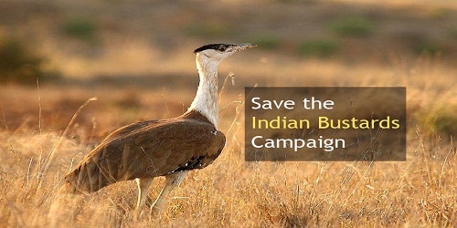 Emergency campaign launched to save the Great Indian Bustard from extinction