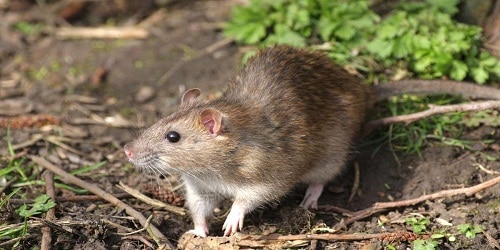 Australian small brown rat becomes World's first mammal to go extinct due to climate change