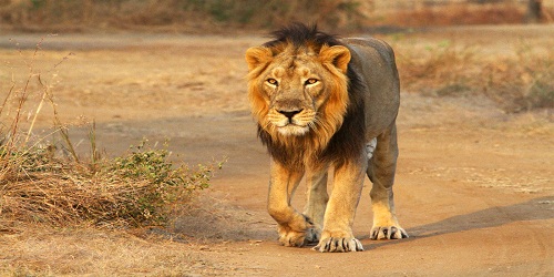 Centre allocates Rs 59 crore for Asiatic Lion conservation in Gujarat's Gir